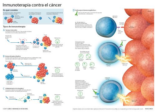 Miniatura del infográfico sobre inmunoterapia y cáncer. Clínica Universidad de Navarra